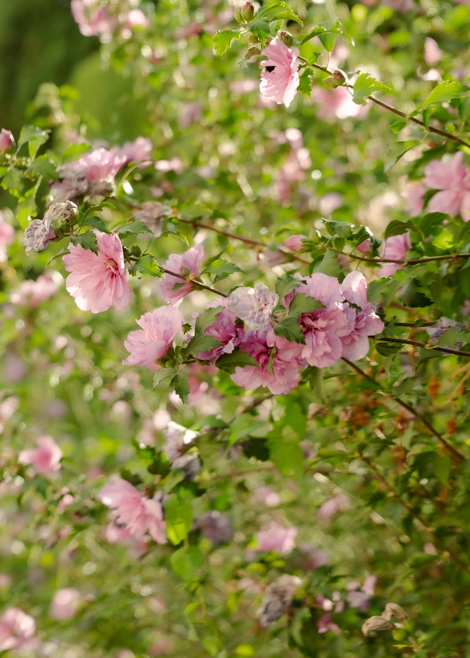 Wedding photo DSC00479